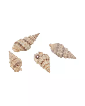 Ракушки декор."Zlatka" D20-37 35x20мм 5х20г арт. ГММ-1493-1-ГММ0068065